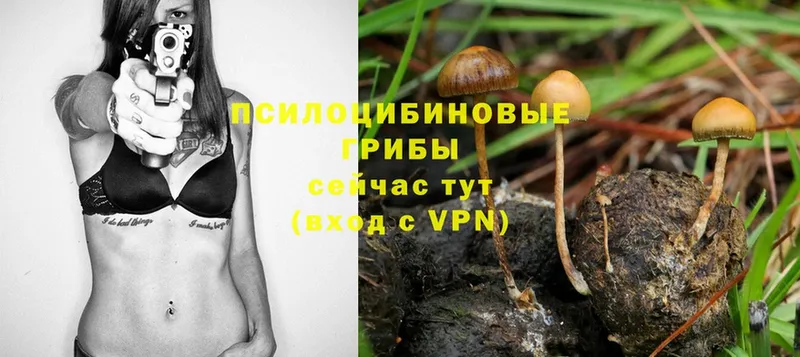 Псилоцибиновые грибы Psilocybine cubensis  Бабушкин 